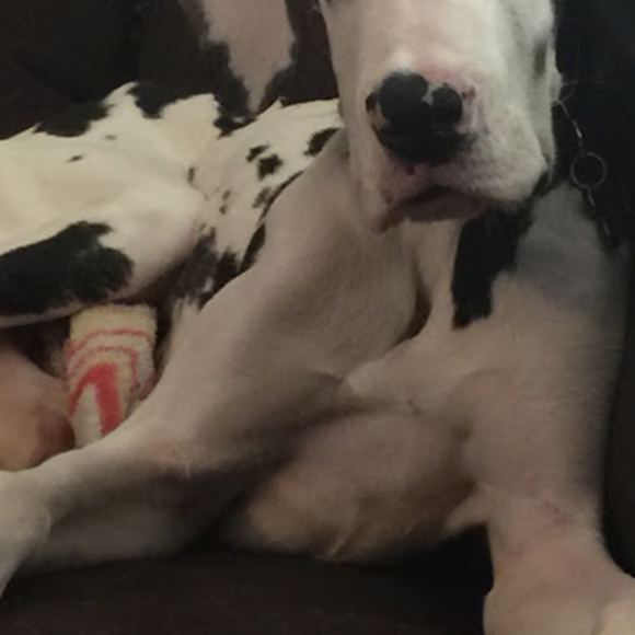 Meet your Posher, Tyler - Picture 1 of 1